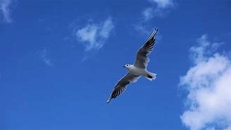 海鸥云电脑苹果版云电脑有iOS版的吗