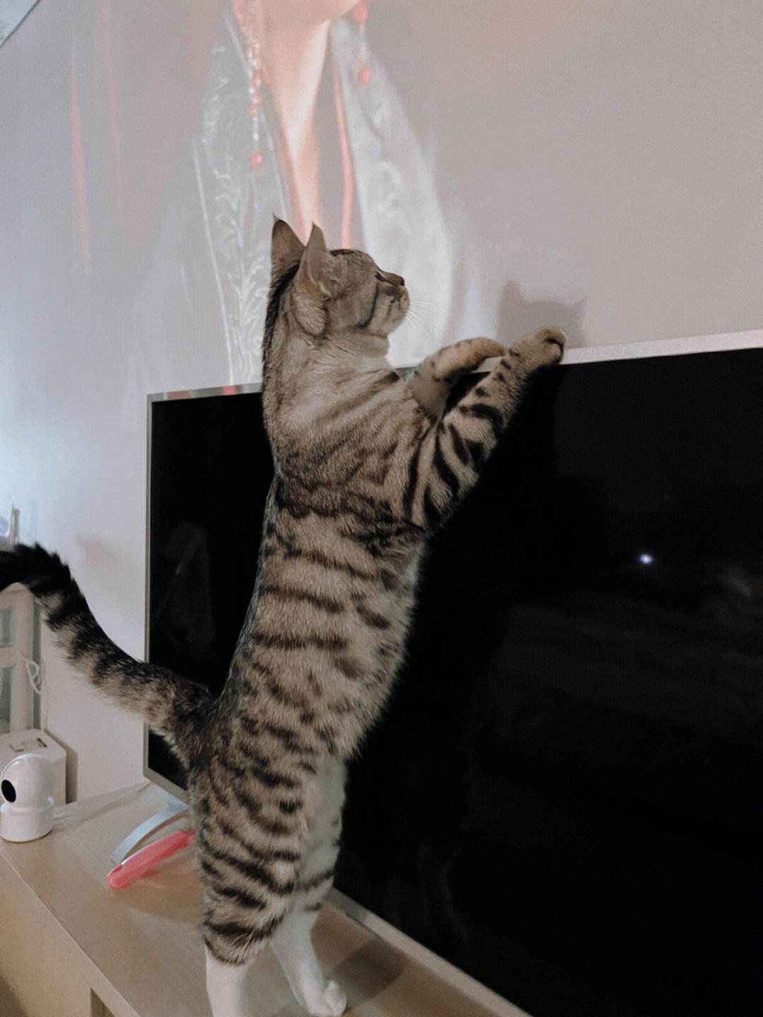 电视猫手机版怎么用csgo躲猫猫有手机版么-第2张图片-太平洋在线下载